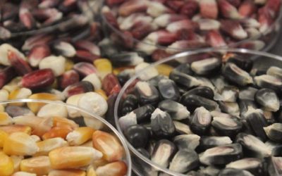 Investigan resistencia de las semillas a la deshidratación extrema para enfrentar sequías