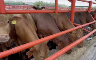 Se dispara barrenador en 2 estados