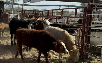 México confirma 500 casos del gusano barrenador en una semana