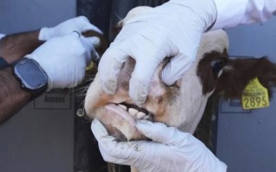 Gusano barrenador frena 1.2 millones de cabezas