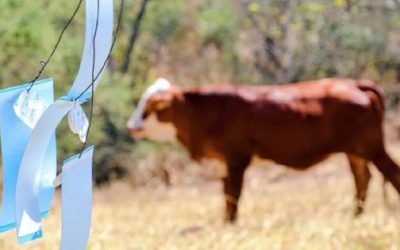 Despliegan 20 brigadas veterinarias para contener el gusano barrenador en Edomex