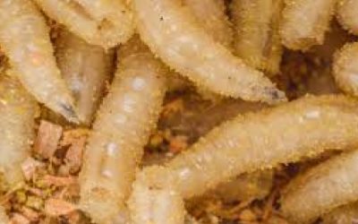 Alerta por gusano barrenador en vida silvestre en Chiapas