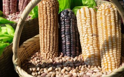 Persiste crisis en comercialización de granos; amagan con más protestas