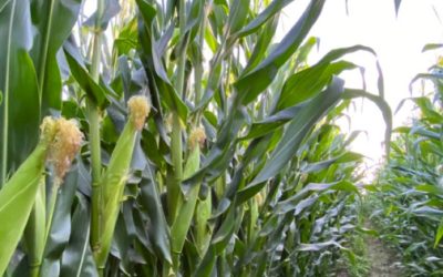 Análisis: A tres meses de la cosecha, la crisis del maíz se agrava