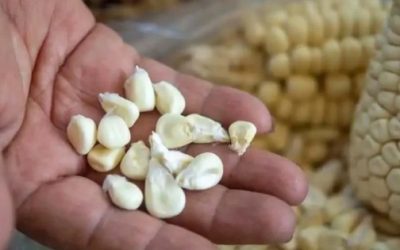 Crece dependencia de grano importado