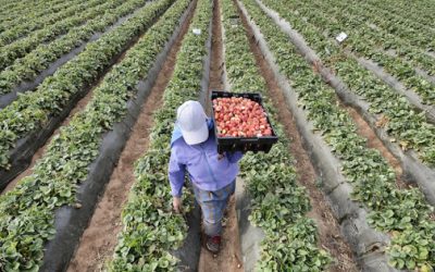 Y caen exportaciones de agroindustria 11%