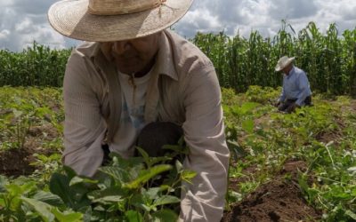 Se debilitan agroalimentarios en exportaciones