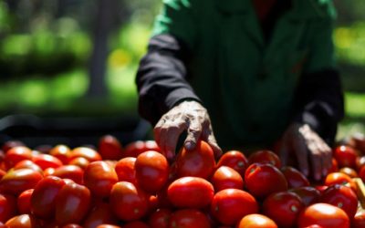 Entre sequía y malos precios; Sinaloa, el corazón agrícola de México, se está infartando
