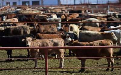 El costo del gusano barrenador: reportan pérdidas de hasta 700 mdd por cierre de fronteras a becerros del norte