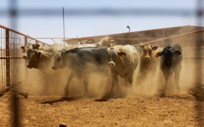 Cierre de la frontera de Estados Unidos por presencia de gusano barrenador en el ganado