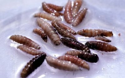 Casos de gusano barrenador, otra vez en ascenso