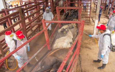 Suben 75% los casos de fauna afectada por gusano barrenador