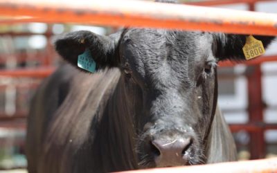 Coahuila atiende alerta sanitaria por riesgo de gusano barrenador