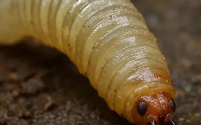 Encienden alerta por posible caso de gusano barrenador en humanos