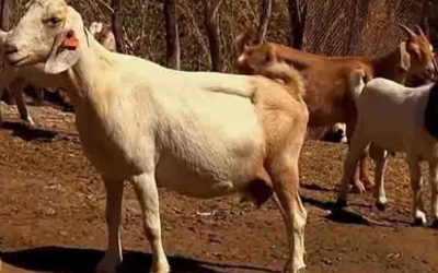 La irrupción del gusano barrenador en el Edomex