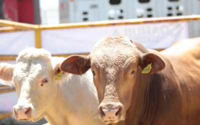 Coahuila refuerza campaña contra el gusano barrenador