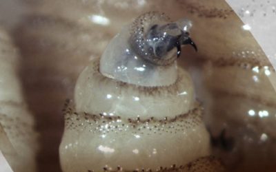 Suben 75% los casos de fauna afectada por gusano barrenador