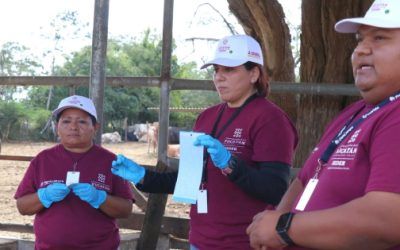 Plan piloto para erradicación de gusano barrenador en Yucatán