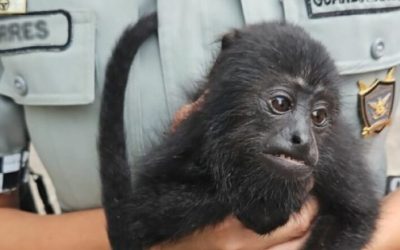 Monitorean casos de gusano barrenador en Chiapas