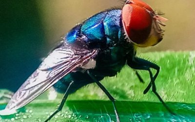 Hay 16 personas hospitalizadas por gusano barrenador; suman 132 casos confirmados en México