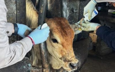 Detectan caso de gusano barrenador en hombre de Copala