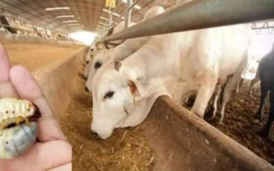 Avance de la plaga del gusano barrenador y riesgo de perros ferales