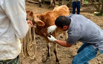 Alerta sanitaria en Costa Chica de Guerrero por gusano barrenador