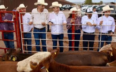 Plaga de gusano barrenador afecta a ocho mil cabezas de ganado en Tamaulipas