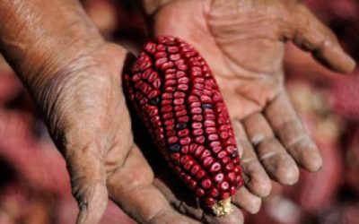 Mayor presupuesto a suelo de conservación, apuesta al futuro de CDMX: Judith Vanegas