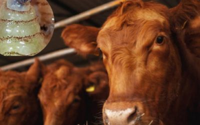 Avanza rápido gusano barrenador en Tamaulipas; 20 casos en menos de un mes