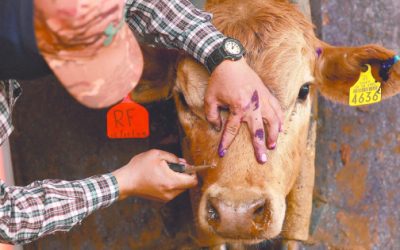 Texas declara estado de desastre ante avance del gusano barrenador en México