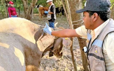 Aumentan 68% casos activos de barrenador