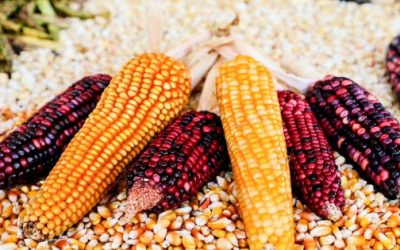 El GEM mejora precio de maíz para productores