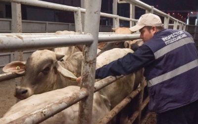 México y EU coordinan control del gusano barrenador del ganado