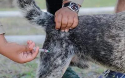 Mil 800 animales entre perros callejeros, caballos y mascotas son atendidos contra gusano barrenador en Tampico
