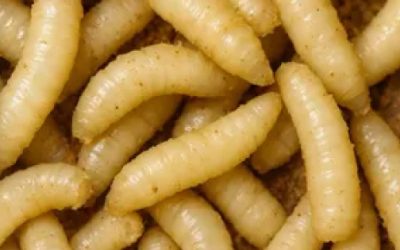 Se extiende la miasis humana a 8 estados