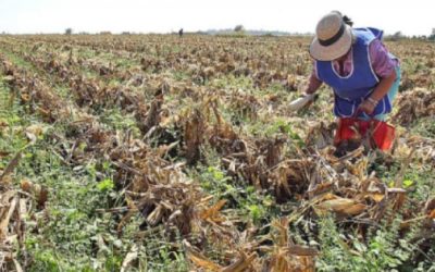 El crédito al campo cayó 6% en 2025; no llega a 2% del total: BdeM