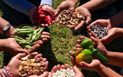 Soberanía alimentaria y divulgación científica: leer antes de reglamentar