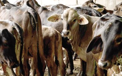 Tyson Foods no tiene fecha para reabrir exportaciones de carne de res a México por gusano barrenador