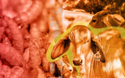 Sembrando Vida se suma a lucha contra gusano barrenador: Movilizará a 427 mil beneficiarios