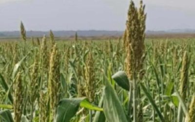 Productores de Tamaulipas se quedarían sin agua por pago adelantado a EU