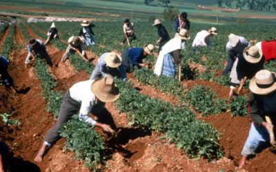 Inclemencias climáticas afectaron a 20 mil productores