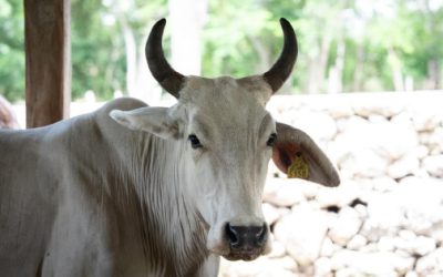 Suman mil 587 casos de gusano barrenador en Yucatán