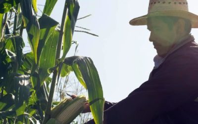 Exhibe USDA fallas en agro