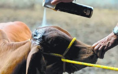 Detectan segundo caso de Gusano Barrenador