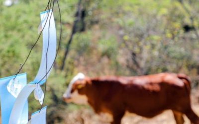 Primer caso de gusano barrenador en Colima exhibe fallas en la estrategia de contención