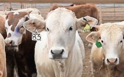 Se desploma exportación de agroalimentos en 2025; caída se debe a cuotas compensatorias y gusano barrenador