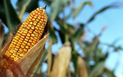 Retrocede la agroexportación