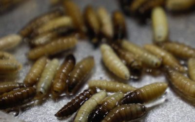 Gusano barrenador: una amenaza a la salud y al comercio