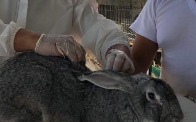 Reportan caso de barrenador en un conejo